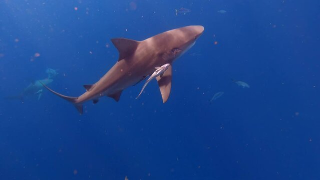 Bull shark effortlessly swims through deep blue ocean - side profile