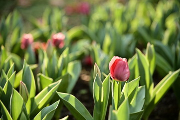 Pink tulips bask in the golden light of dusk, their petals aglow like ripe peaches, a vibrant and...