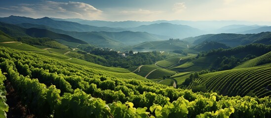 Landscape of vineyards - obrazy, fototapety, plakaty