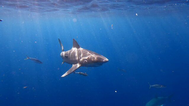 Bull shark swims near bouy in open ocean on bright day - dangerous encounter