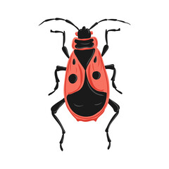 vector drawing firebug, Pyrrhocoris apterus, red beetle, hand drawn insect isolated at white background