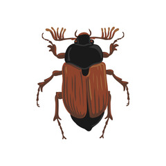 vector drawing Maybug, Maybeetle, doodlebug, hand drawn insect isolated at white background