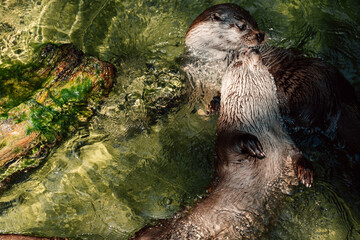 A heartwarming moment as otters play in sparkling water, their faces reflecting pure contentment