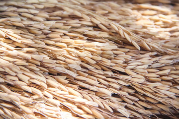 Organic paddy of jasmine rice seeds pile rice or grains vegetarian farm background