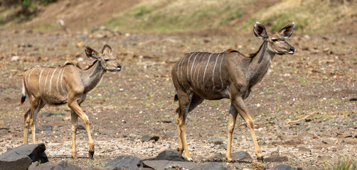 Naklejka na ściany i meble Kudu in Botswana, Africa