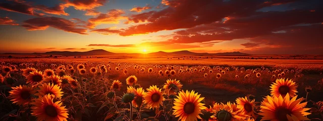 Foto op Plexiglas Sunflower field at sunset. Panorama of sunflowers. © KRIS
