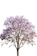 A Paulownia tree isolated on a white background