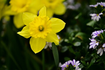 Yellow daffodils in a garden, their delicate petals bursting with a fresh scent, symbolize new...