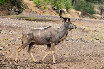 Kudu in Botswana, Africa
