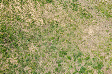 green grass field plants and weeds. simple natural background. aerial top view.