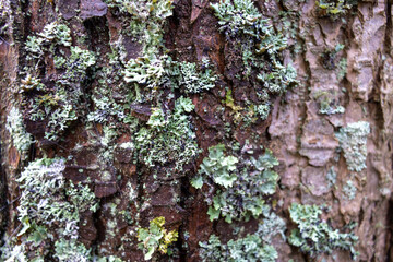 tree texture