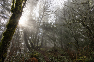 morning in the forest