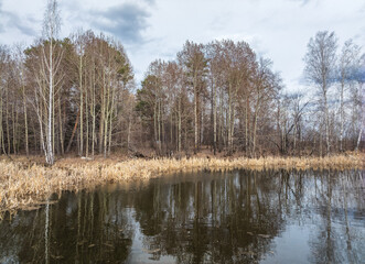 Thickets of dry reeds near the lake in spring or autumn.