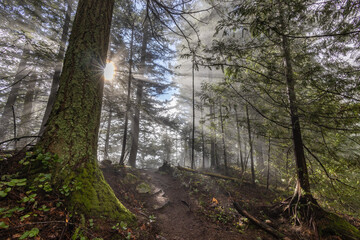 morning in the forest