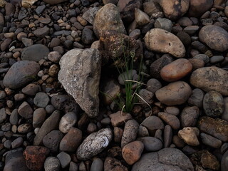 small tree grow on stone floor texture. Plants grow on pebbles ground. Nature background concept from beach for an industrial. 