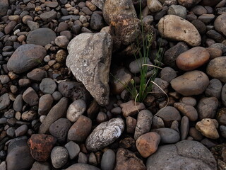 small tree grow on stone floor texture. Plants grow on pebbles ground. Nature background concept from beach for an industrial. 