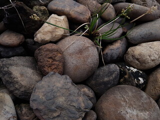 small tree grow on stone floor texture. Plants grow on pebbles ground. Nature background concept from beach for an industrial. 