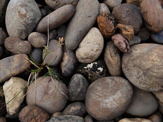 small tree grow on stone floor texture. Plants grow on pebbles ground. Nature background concept from beach for an industrial. 
