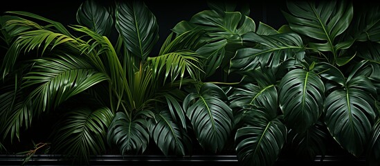 Green leaves of tropical plants bush (Monstera, palm, fern, rubber plant, pine, birds nest fern)