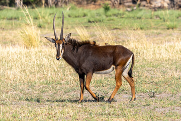 Sable Antelope, Botswana, Africa