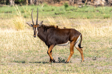 Sable Antelope, Botswana, Africa