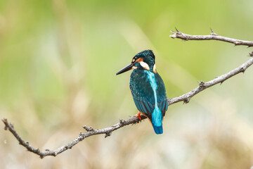 The Common kingfisher on a branch