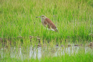 The heron on green field