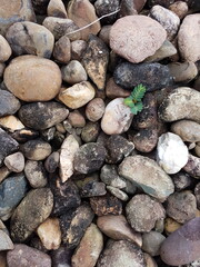 small tree grow on stone floor texture. Plants grow on pebbles ground. Nature background concept from beach for an industrial. 