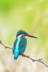 The Common kingfisher on a branch