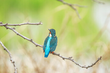 The Common kingfisher on a branch