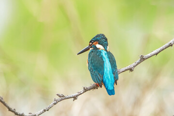 The Common kingfisher on a branch