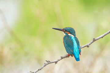The Common kingfisher on a branch