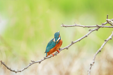 The Common kingfisher on a branch