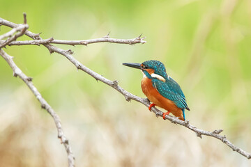 The Common kingfisher on a branch