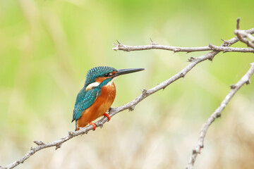 The Common kingfisher on a branch
