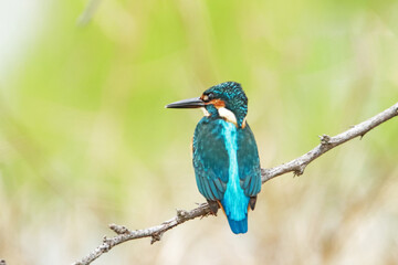 The Common kingfisher on a branch