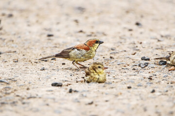 plain-backed sparrow  on a ground