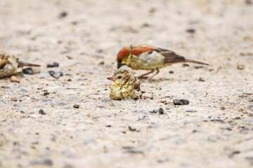 plain-backed sparrow  on a ground