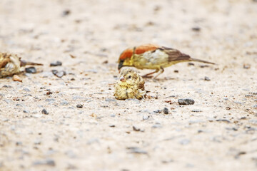plain-backed sparrow  on a ground