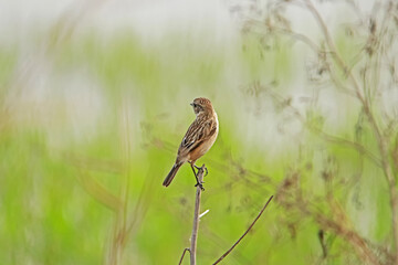 The Pied Bushchat on green field