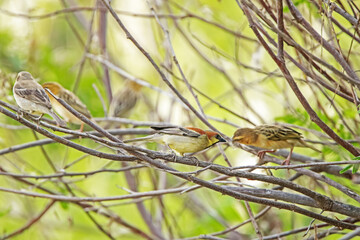 plain-backed sparrow  on a ground
