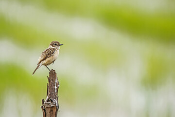 The Pied Bushchat on green field