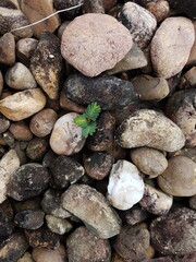 small tree grow on stone floor texture. Plants grow on pebbles ground. Nature background concept from beach for an industrial. 