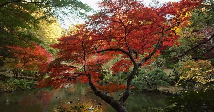 Trees, garden and lake in landscape and environment, Japanese park with red and green foliage or leaves. Plants, forest and water, nature and land with scenic view, summer or spring for peace outdoor