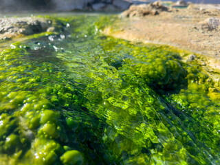 Algae formation and details of the water in the natural hot spring area