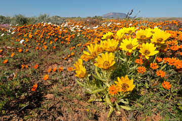 Colorful spring blooming wildflowers, Namaqualand, Northern Cape, South Africa