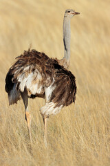 Female ostrich (Struthio camelus) in dry grassland, Kalahari desert, South Africa - obrazy, fototapety, plakaty