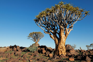 Scenic landscape with quiver trees (Aloe dichotoma) against a clear blue sky, Namibia