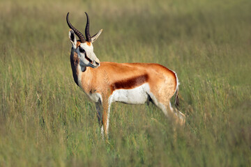 Naklejka na ściany i meble A springbok antelope (Antidorcas marsupialis) in natural habitat, Mokala National Park, South Africa