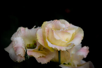 Close-up of soft yellow Lisianthus flowers blooming with natural light and drops of water on a dark background.
